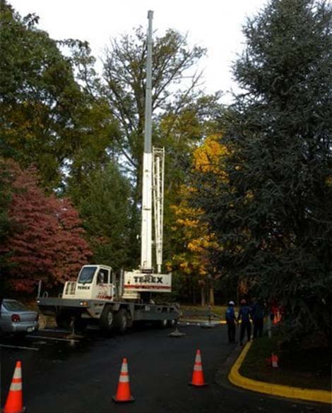 Tree Service Chevy Chase MD